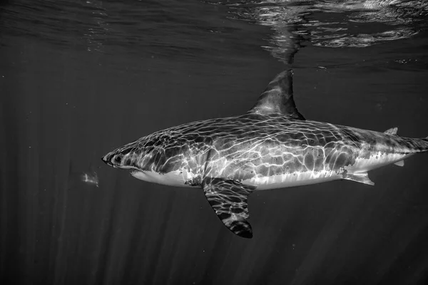 Grote witte haai aanval in b&w — Stockfoto