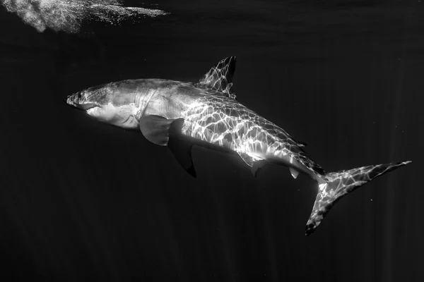 Grote witte haai aanval in b&w — Stockfoto