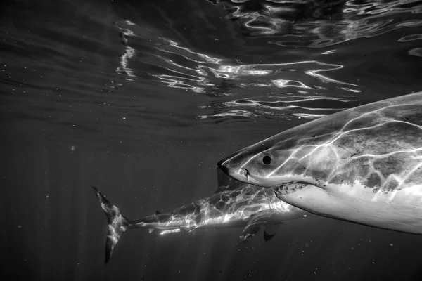 Wielki biały rekin atak w b&w — Zdjęcie stockowe