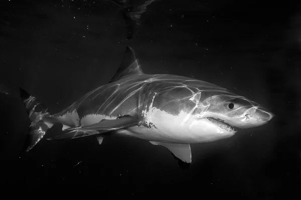 Great White shark attack in b & w — стоковое фото