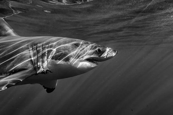 Grande ataque de tubarão branco em b & w — Fotografia de Stock