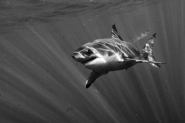 Nagy fehér cápa támadás a b&w — Stock Fotó