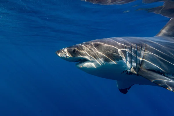 Grand requin blanc prêt à attaquer — Photo