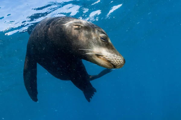 Cachorro león marino bajo el agua mirándote — Foto de Stock