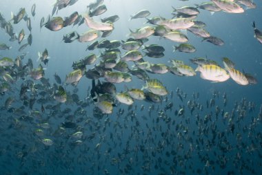 su altında balık yem top tutma sırasında karabatak