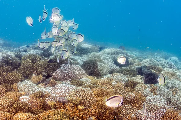 Schwarm von Schmetterlingsfischen auf Korallen — Stockfoto