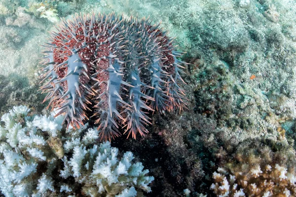 Sea star crown of thorns — Stock Photo, Image