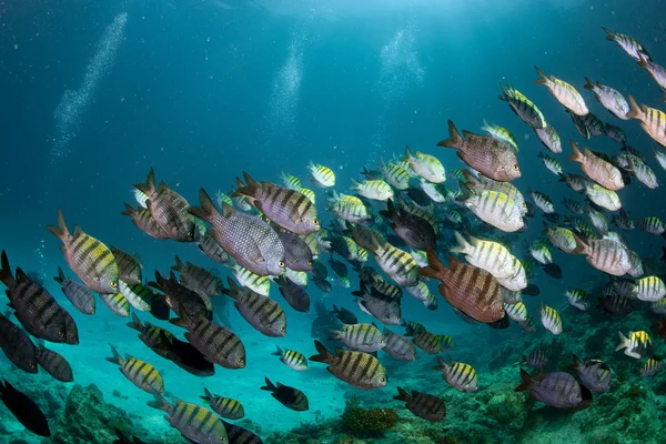 Sergeant Fisch Köderball unter Wasser — Stockfoto