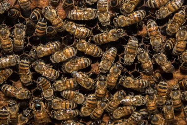 Abelhas dentro da colmeia macro close-up — Fotografia de Stock