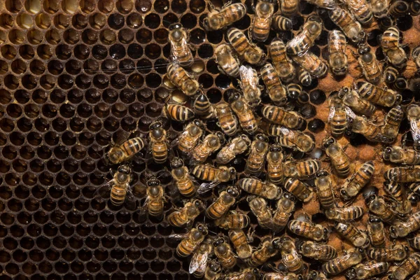 Abejas dentro de colmena macro primer plano —  Fotos de Stock