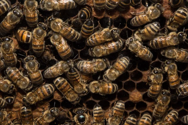 Abelhas dentro da colmeia macro close-up — Fotografia de Stock