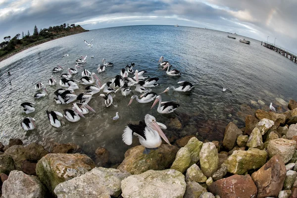 Kumlu sahilde Pelikan portre — Stok fotoğraf