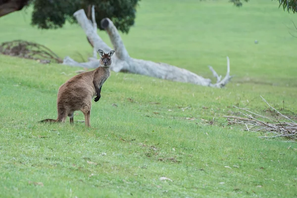 Kangoeroe op zoek naar jou op het gras — Stockfoto
