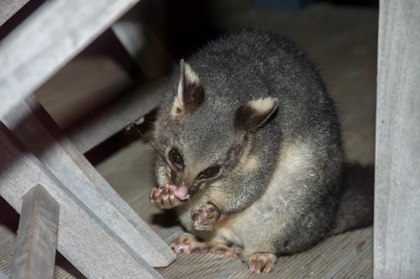 Raton laveur opossum à queue de brosse dans l'île de Kangourou — Photo