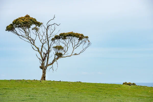 Одинокое дерево на побережье Южной Австралии — стоковое фото