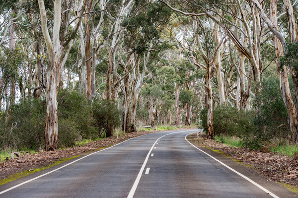 south australia road in eucalyptus forest