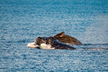 Kambur balinalar Avustralya'da Yüzme