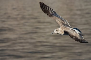 Süre Okyanusu günbatımı üzerinde uçan martı