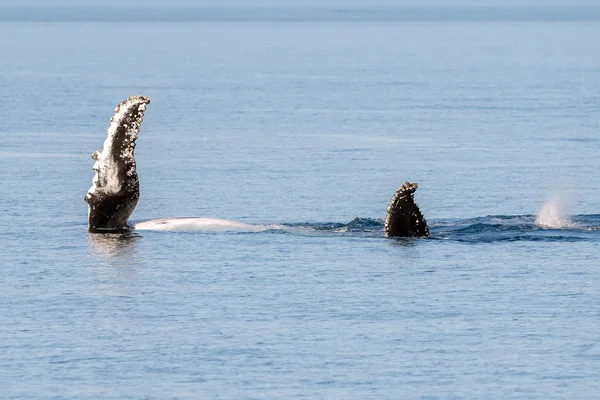 Kambur balinalar Avustralya'da Yüzme — Stok fotoğraf