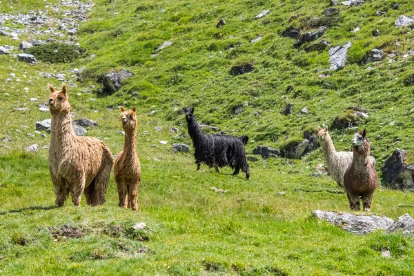 Alpacka familjeporträtt medan du tittar på du — Stockfoto