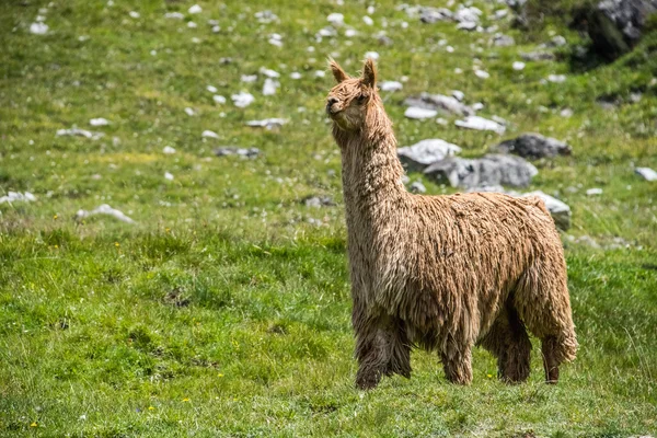 Alpacka stående medan du tittar på du — Stockfoto