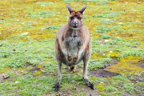 Verbaasd kangoeroe portret close-up portret — Stockfoto
