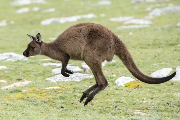 Känguru-Porträt beim Sprung auf Gras — Stockfoto