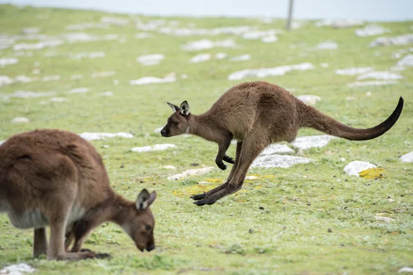 Kangoeroe portret terwijl springen op gras — Stockfoto