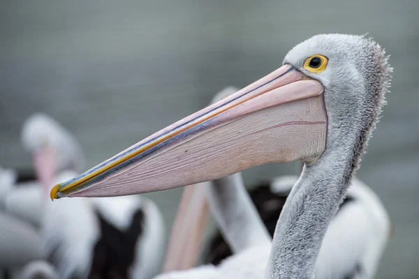 Pelikan-Vogel-Porträt aus nächster Nähe — Stockfoto