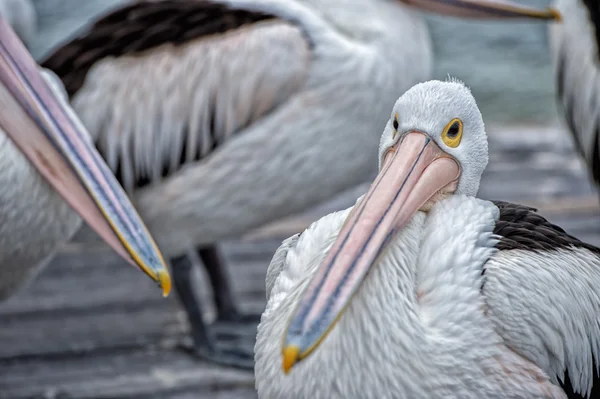 Pelikan-Vogel-Porträt aus nächster Nähe — Stockfoto