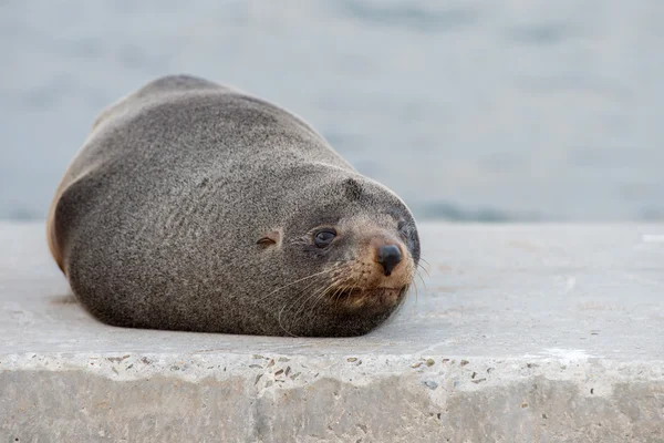 Australia Fur seal close up portrait — Stock Photo, Image