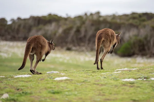 Kangaroo stående medan hoppa på gräs — Stockfoto