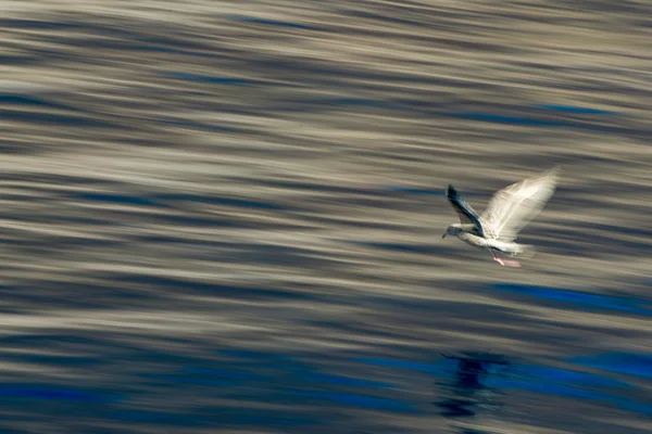 Gaviota borrosa mientras vuela exposición durante mucho tiempo — Foto de Stock