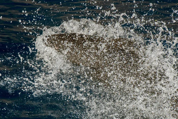 Gran tiburón blanco listo para atacar — Foto de Stock