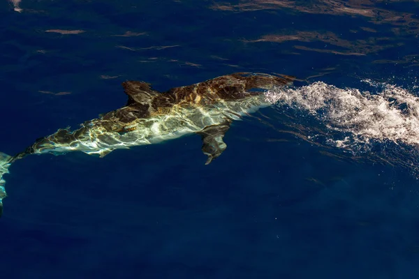 Μεγάλος λευκός καρχαρίας έτοιμος να επιτεθεί — Φωτογραφία Αρχείου