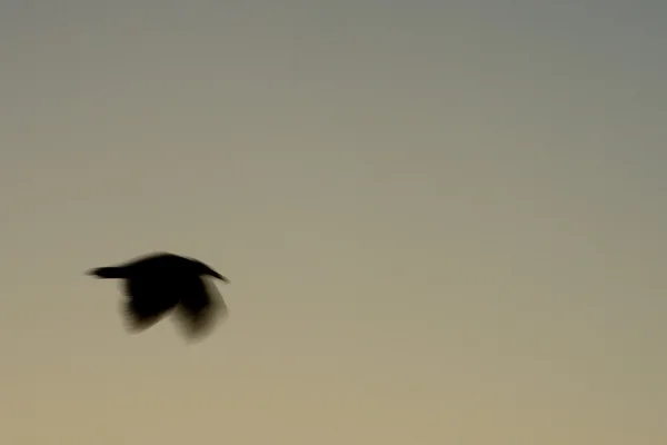Gabbiano sfocato durante il volo esposizione a lungo termine — Foto Stock