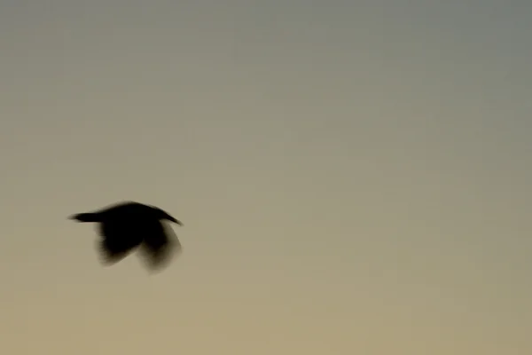 Gaivota desfocada enquanto voa exposição de longa data — Fotografia de Stock