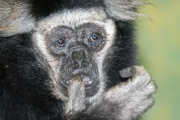 Witte en zwarte capucin aap — Stockfoto