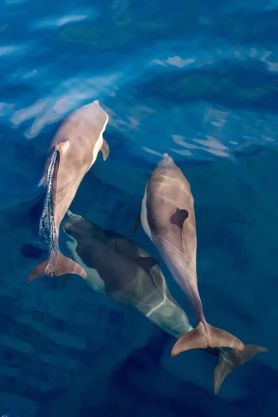 Dolfijn terwijl springen op oceaan golven — Stockfoto