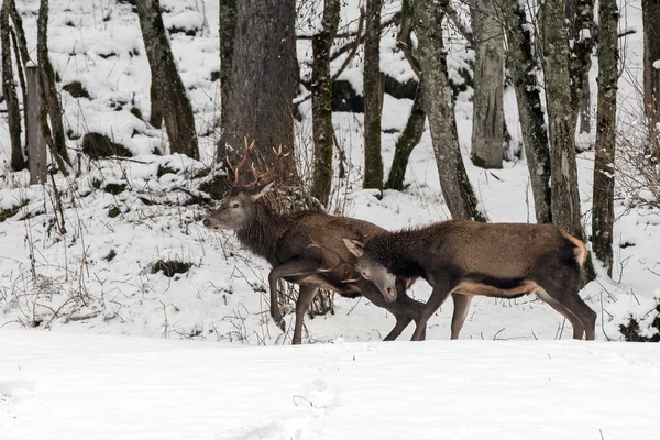 빨간 deers 눈 배경에서 싸움 — 스톡 사진