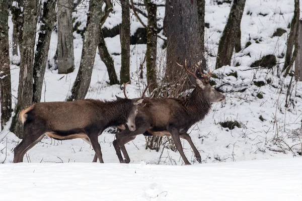 빨간 deers 눈 배경에서 싸움 — 스톡 사진