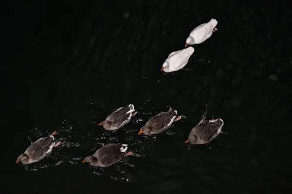 晚上在河里的鹅家庭 — 图库照片