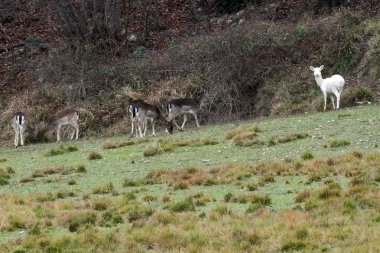 Beyaz geyik son derece nadir portre