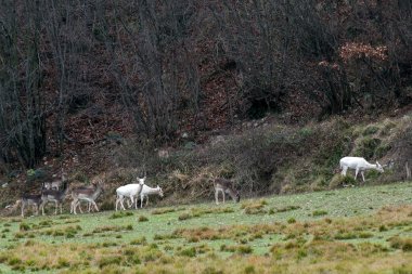 Beyaz geyik son derece nadir portre