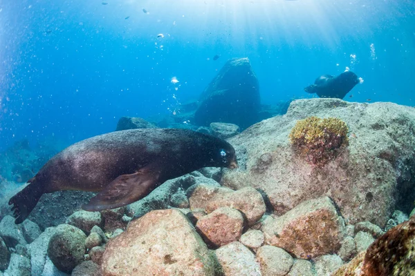 Морские львы сражаются под водой — стоковое фото