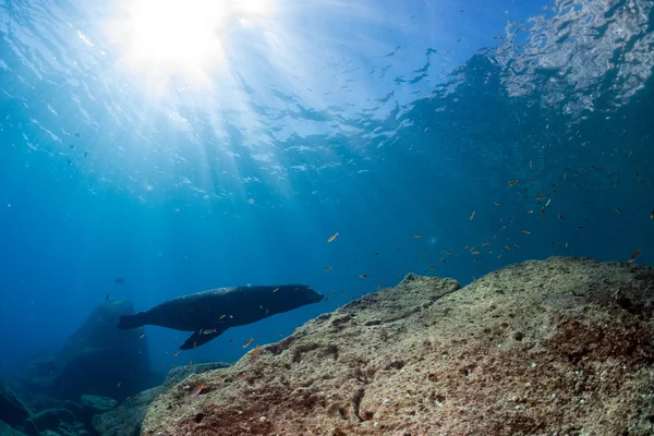 Männliche Seelöwen kämpfen unter Wasser — Stockfoto