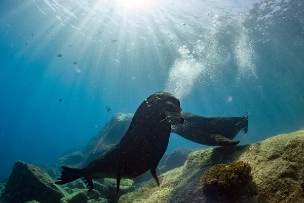 Male sea lions fighting underwater — Stock Photo, Image