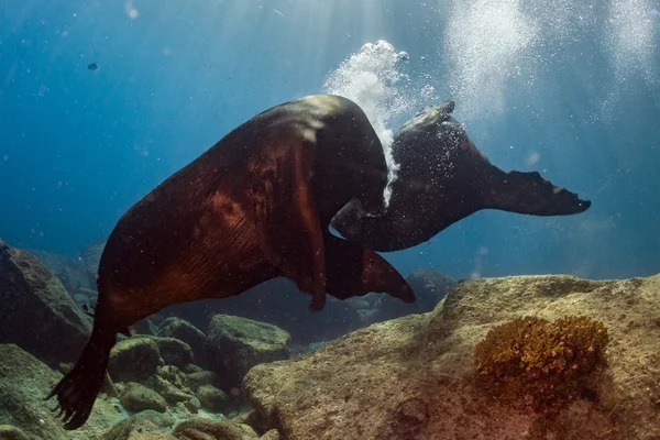 Männliche Seelöwen kämpfen unter Wasser — Stockfoto