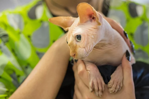 Sphynx 고양이 가까이 초상화 — 스톡 사진