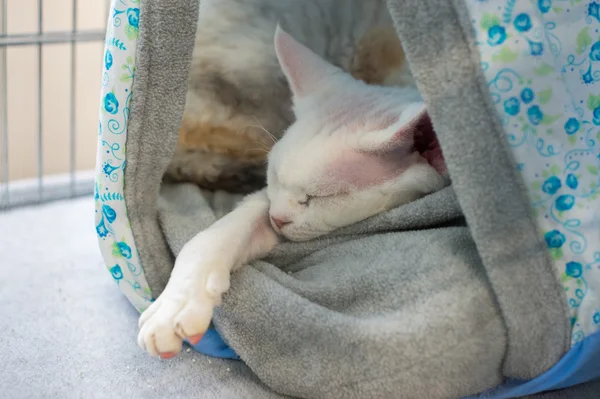 Sphynx 고양이 가까이 초상화 — 스톡 사진